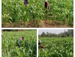 Babinsa Koramil 1307-02/Pamona Puselemba , Bantu Bersihkan Kebun Jagung Milik Warga