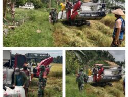 Kemanggulan TNI Dengan Petani ,Babinsa Koramil 02/ Pamona Pusalemba Bantu Petani Panen Padi