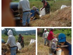 Rontokan Padi Hasil Panen, Babinsa Kelurahan Tendea Dongi Aktif Lakukan Pendampingan