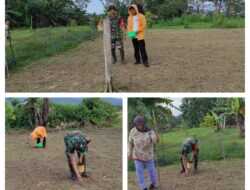 Gunakan Lahan Kosong ,Babinsa Koramil 02/Pamona Puselemba Bantu Petani Tanam Jagung