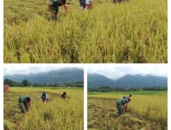 Sukseskan Hanpangan Kabupaten Poso, Babinsa Koramil Pamona Puselemba Bantu Petani Panen Padi di Sawah