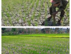 Petani Wong Parigi Keluhkan Kesulitan Air Untuk Pengairan Sawah