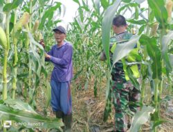 Babinsa Koramil 04/Bendahara Komsos Dengan Petani Jagung