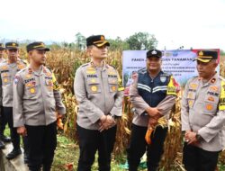 Kapolres Pidie Jaya Dukung Program 100 Hari Kerja Presiden dengan Penanaman dan Panen Jagung di Bandar Dua