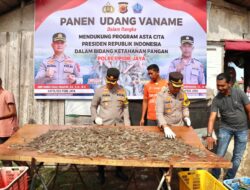 Sinergi Polri dan Masyarakat: Kapolres Pidie Jaya Panen Udang Vaname, Wujudkan Ketahanan Pangan Nasional