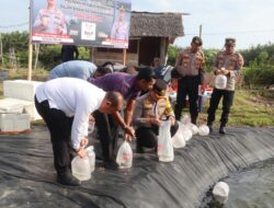 Kapolres Pidie Jaya Dorong Ketahanan Pangan: Tabur 350.000 Benur Udang Vaname di Meureudu