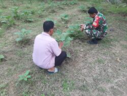 Babinsa Kodim 0103/Aceh Utara Dampingi Petani Sayur Terong Di Muara Batu.