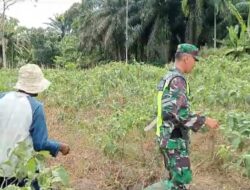 Tingkatkan Produksi Hasil Pertanian, Babinsa Perupuk Dampingi Petani Terong