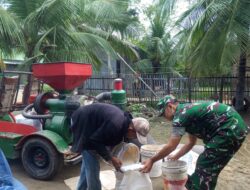 Babinsa Kodim 0103/Aceh Utara Bantu Petani Giling Padi Di Lapang.