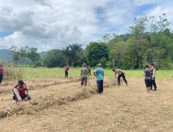 Sat Samapta Polres Pidie Jaya Dukung Ketahanan Pangan dengan Peninjauan Lahan Pertanian Jagung