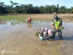 Percepat Masa Tanam Babinsa Dampingi Petani Tanam Padi