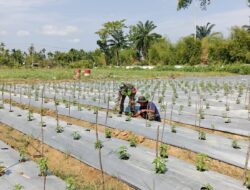 Tingkatkan Hasil Panen, Babinsa Koramil 06/Manyak Payed Dampingi Petani Cabe