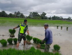 Aksi Babinsa Koramil 03/Seruway Turun Kesawah Bantu Petani Cabut Bibit Padi Siap Tanam