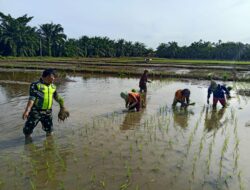 Sukseskan Swasembada Pangan, Babinsa Dampingi Petani Tanam Padi