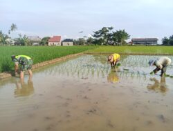 Babinsa Koramil 09/Banda Mulia Bantu Petani Tanam Padi