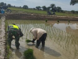 Babinsa Bantu Dan Semangati Petani Tanam Padi Di Desa
