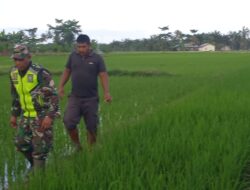 Peran Aktif Babinsa Koramil 03/Seruway Dampingi Petani Pantau Perkembangan Tanaman Padi