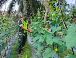 Babinsa Komsos Dengan Petani Mentimun Di Wilayah Desa Binaan