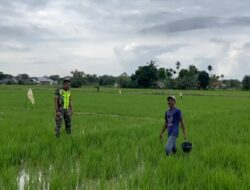 Babinsa Meurandeh Dampingi Petani Lakukan Pemupukan Padi