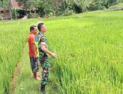 Peran Aktif Babinsa Koramil 05/Tamiang Hulu Dampingi Petani Pantau Perkembangan Tanaman Padi