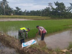 Persiapan Masa Tanam, Babinsa Koramil 09/Banda Mulia Bantu Petani Cabut Bibit Padi