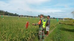 Bantu Usir Hama Burung, Babinsa Koramil 02/Krb Turun Ke Sawah Bersama Petani