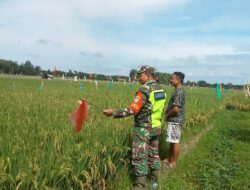 Bantu Usir Hama Burung, Babinsa Koramil 02/Krb Turun Ke Sawah Bersama Petani