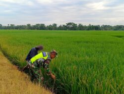 Babinsa Koramil 03/Seruway Cek Hama Tanaman Padi Milik Wagiman