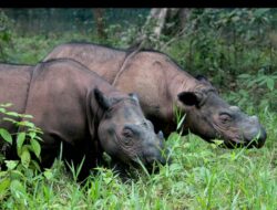 Rencana perluasan kandang badak ring tiga tuai kecaman dari berbagai pihak dan masyarakat adat.