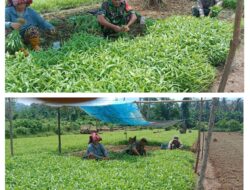 Babinsa Koramil 1311-02/Bungku Selatan Laksanakan Pendampingan Ketahanan Pangan