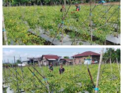 Sukses Hanpangan Nasional ,Babinsa Koramil 1311-03/Petasia Melaksanakan Pendampingan Petani Cabai di Desa Molores