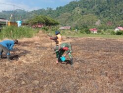 Anggota Koramil 1307-02/Pampuse, Serda Thomas Tuna Laksanakan Komsos dan Bantu Penanaman Jagung di Desa Tonusu