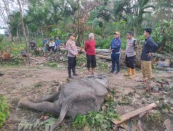 Gajah Betina Liar di Aceh Timur Mati Usai Jalani Perawatan Selama Sepekan