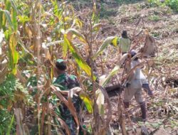 Peningkatan Swasembada Hanpangan ,Babinsa Melaksanakan Pendampingan Ketahanan Pangan Kepada Petani Jagung