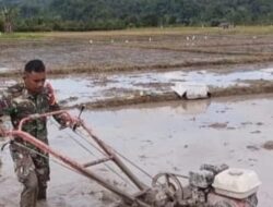Babinsa Terjun Langsung Ke Sawah, Bantu Petani Proses Membajak Sawah