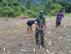 Sukseskan Ketahanan Pangan, Babinsa  dan Warga Tanam Jagung Bersama