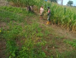 Dukung Hanpangan, Babinsa Meninjau Tanaman jagung Warga.