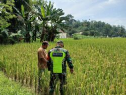 Babinsa Bersama Petani Cek Tanaman Padi Yang Mulai Menguning