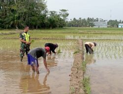 Babinsa Koramil 02/Krb Dampingi Petani Tanam Padi untuk Ketahanan Pangan