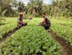 Dukung Hanpangan,Babinsa Meurandeh Komsos Dengan Petani Sawi