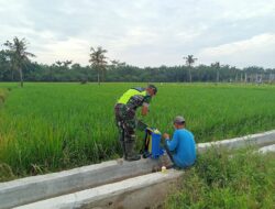 Antisipasi Hama, Serda Budi Dampingi Petani Semprot Tanaman Padi
