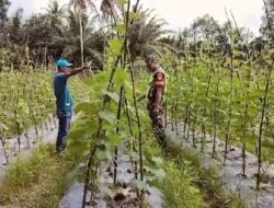Babinsa Komsos Dengan Petani Kacang Panjang, Dorong Motivasi Dan Semangat