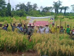 Dukung Swasembada Pangan Yonif 754 Kostrad Panen Padi Bersama Masyarakat Timika