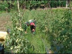 Babinsa Koramil 05/Thu Dampingi Petani Merawat Tanaman Tomat
