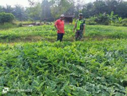 Turun Langsung Ke Kebun Dampingi Petani Mengecek Pertumbuhan Tanaman Semangka