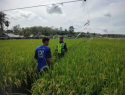 Bersama Petani Babinsa Koramil 08/Rantau Pantau Perkembangan Padi Wilayah Binaan