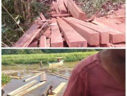 Maraknya Illegal Logging di Muara Batang Gadis, Sumatra Utara: Hutan Kian Terancam