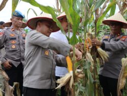 Dukung Ketahanan Pangan, Polres Aceh Tamiang Turut Serta Panen Raya Jagung Tahap I di Tenggulun