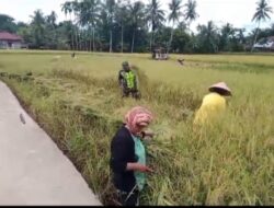 Babinsa Koramil 05/Thu Bantu Petani Panen Padi Di Wilayah Desa Binaan