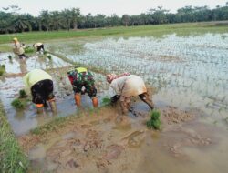 Bantu Petani Tanam Padi, Ini Cara Babinsa Turut Meningkatkan Ketahanan Pangan